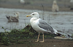 Жълтокрака чайка (Larus cachinnans)